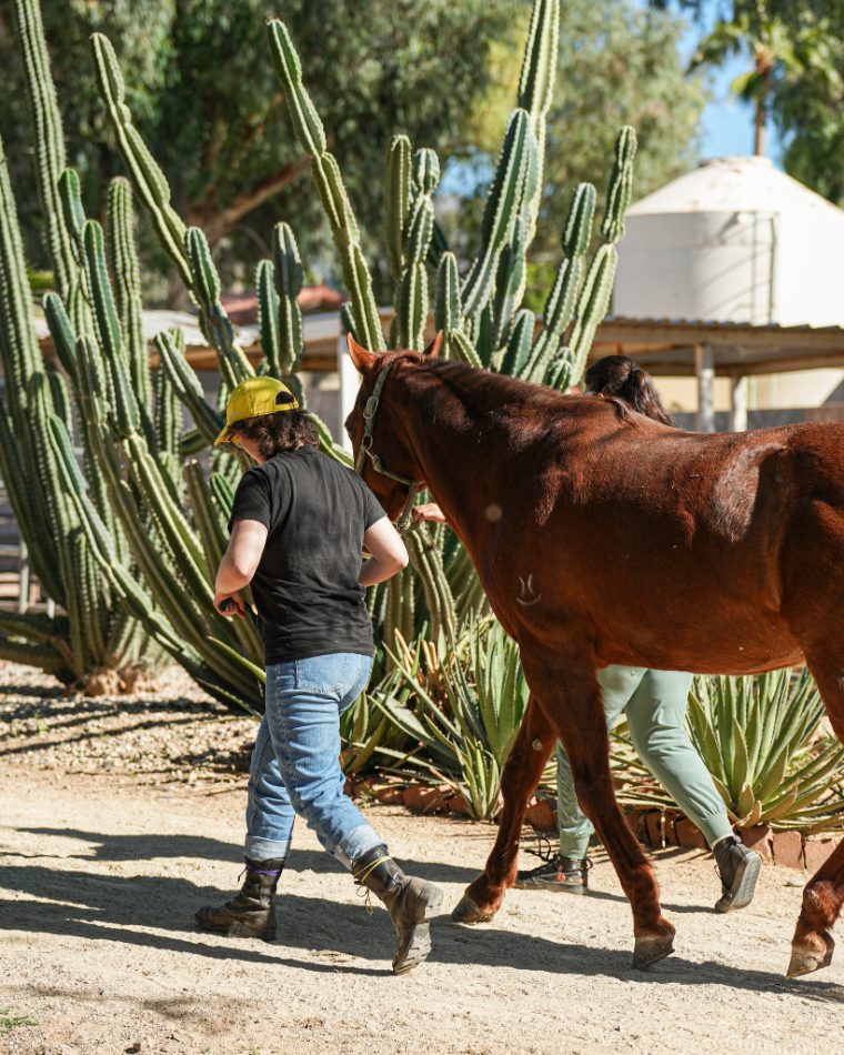Equine therapy