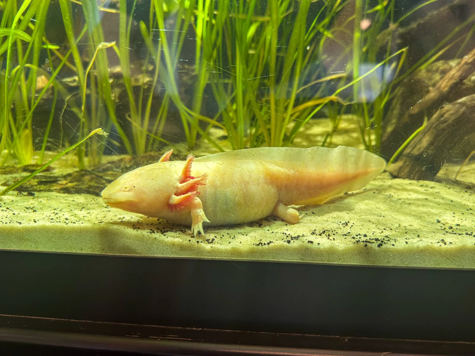 Goldie, Axolotl