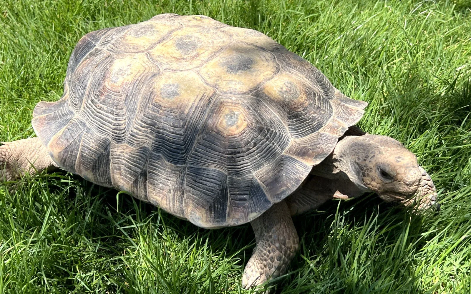 Snorlax, Tortoise